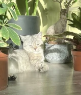 0 دينارCat mix breed