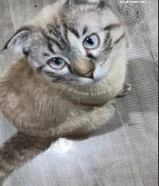 قط ذكر سكوتش فولد للتبني، عمره سنه و شهر