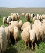 يوجد ذبايح وتمايم بارخص الاسعار