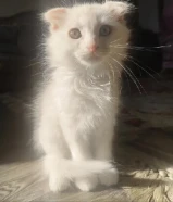 Persian + Scottish fold kitten available for adoption