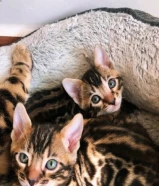 قطط بنغال بيور الوان بني تبارك الرحمان Exotic pure bengals kittens