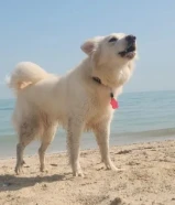 للبيع شيبرد سويسري