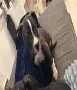للبيع نثية dogo dane