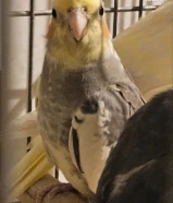 للبيع 3 طيور كروان معه قفص و معه توصيل