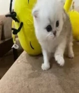 قط ذكر شينشيلا للبيع