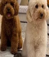 للتزاوج توي بودل ذكرين