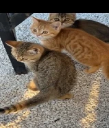 قطط تبني العمر شهرين