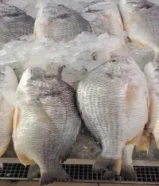 اسماك فرش كويتي وحبات كبار وجوده عاليه656860XX