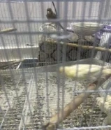 للبيع زوج كناري ايراني وذكر