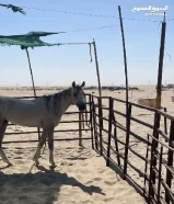 حصان عربي مسجل في بيت العرب