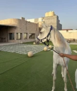 للبيع مهرة مصرية بدون اوراق