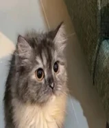 قطة شيرازي كيوت وجميلة للتبني