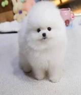 Pomeranian puppies available