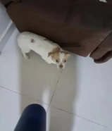 للتبني او للبدل مع قطوه