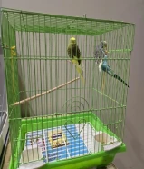 للبيع بادجي زوجين ذكر وانثى