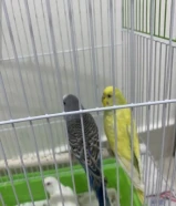 طيور كناري للبيع
