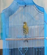 طيور مغرده