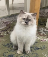 قطتين انثى تبني مع جميع اغراضهم