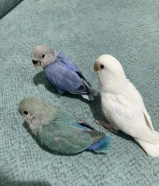 ثلاث فروخ لوفبيرد