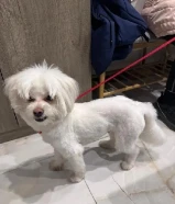 وجدت كلب مفقود في الجابريه