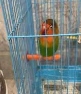طير للبيع