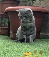 للبيع ذكر سكوتش ستريت