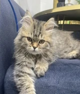 قطو عمره 3 شهور