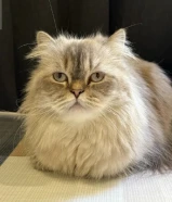 قطوة انثى شيرازيه عمرها سنتين و شي السعر قابل للتفاوض تواصل واتساب