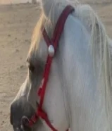 حصان مصري بيور