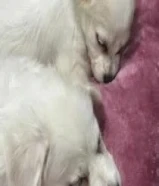 كلاب للتبني ^ مو قد المسؤوليه لا ترسل ^