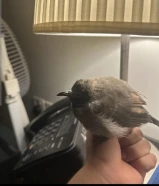 طير بلبل ربوه للبيع