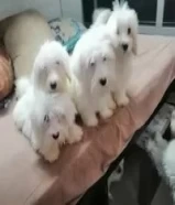 Maltese dogs 3 months old