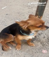 اي استفسار الرجاء التوصل