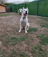 Dogo Argentino