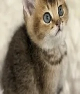 قطط للبيع مو للتبني الاعمار شهر ونص الى 4 اشهر