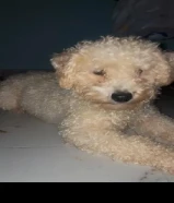 للبيع جلبه بودل حجمها صغير حيل و لعوبه و متدربه على البادز و مو مزعجه