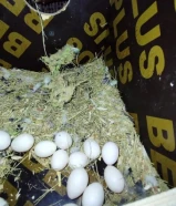 للبيع مجموعه طيور فشر بياضين بلكامل