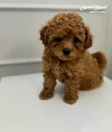 للبيع توي بودل نثيه وذكر