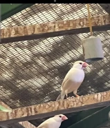 للبيع محمية طيور جاوا عكس
