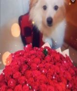 كلب للتبني