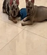 fench bulldog