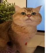 للتبني قط بريتش شورت هير