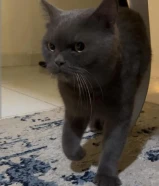 قط ذكر للتبني