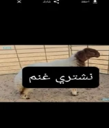 نشتري غنم ومعزا والدفع كاش