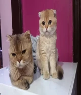 سكوتش فولد الأم مع طفلين