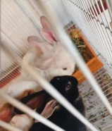 ارانب عمر شهر ونص