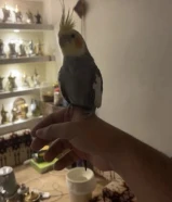 مفقود كروان بالدوحه