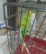 طيور للبيع منتج حيكم الله