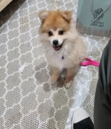 0 KWDكلب بوميرانيان للبيع كلب بوميرانيان ذكر للبيع Male Pomeranian dog for sale