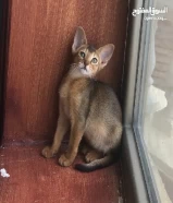 للبيع abyssinian kitten